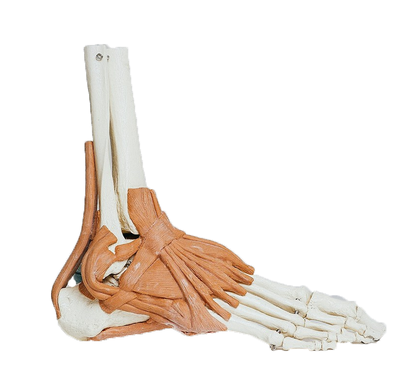 Model musculos del pie